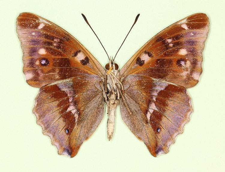 Apatura iris male (aberrant form iolata, verso) (Internet Image property of respective owner, non-commercial use only)